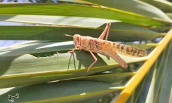 تمهیدات جهاد کشاورزی هرمزگان در برابر هجوم احتمالی ملخ صحرایی