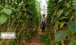 تولید محصولات گلخانه‌ای هرمزگان بیش از ۲۱۱ هزار تُن پیش‌بینی شد