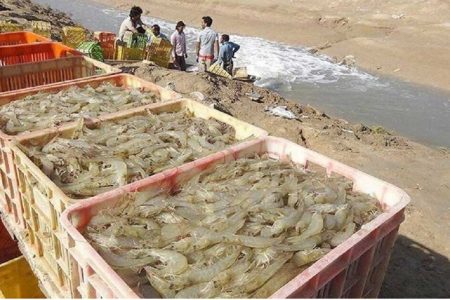 جهش هرمزگان به سوی تولید و صادرات میگو در سال ۱۴۰۵