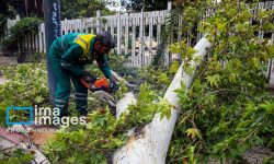 طوفان اخیر یک‌هزار درخت و درختچه چند ساله قشم را ریشه‌کن کرد