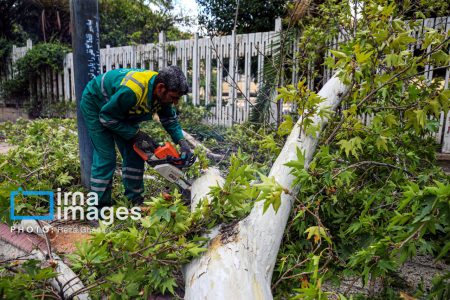 طوفان اخیر یک‌هزار درخت و درختچه چند ساله قشم را ریشه‌کن کرد