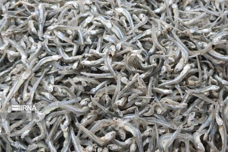 خشک کردن ماهی و میگو در قشم، صنعتی برای رهایی از اقتصاد تک محصولی