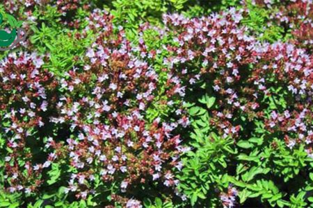 آغاز کشت پایلوت گیاه دارویی «مرزنجوش» در بندرعباس