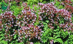 آغاز کشت پایلوت کشت گیاه دارویی «مرزنجوش» در بندرعباس