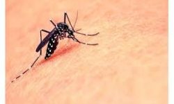 زنگ خطر تب دنگی پس از بارندگی های اخیر در هرمزگان