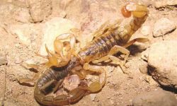 نجات جان بیمار عقرب‌گزیده در بشاگرد با تلاش نیروهای اورژانس