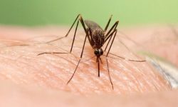 هر نقطه آب راکد در هرمزگان می‌تواند به کانون آئدس تبدیل شود