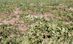 خسارت شدید باران به مزارع بادمجان در کمیز رودان