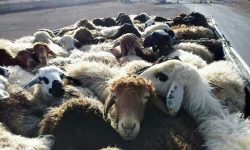 کشف ۳۴ رأس احشام قاچاق در سواحل قشم