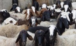 کشف ۴۲ رأس دام زنده قاچاق در قشم