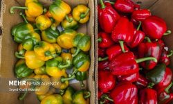 صادرات ۱۸۰ هزار تن محصول گلخانه‌ای هرمزگان به کشورهای مختلف