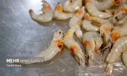 تلاش برای تولید بدون وقفه میگوی پرورشی طی سال آینده