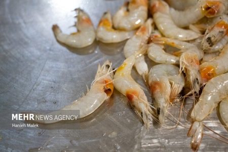 تلاش برای تولید بدون وقفه میگوی پرورشی طی سال آینده