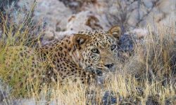 خسارت پلنگ به دام‌های روستای رهدار رودان