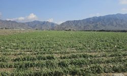 خسارت سیلاب و بارندگی به شش هزار هکتار از مزارع هرمزگان