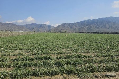 خسارت سیلاب و بارندگی به شش هزار هکتار از مزارع هرمزگان