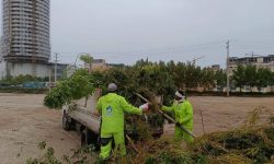 طوفان اخیر ۱۰۰۰ درخت و درختچه را در قشم ریشه‌کن کرد