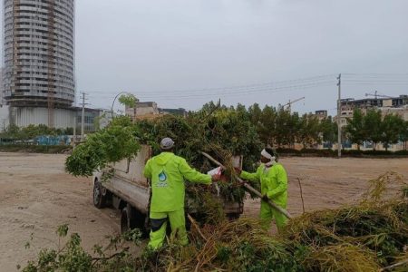 طوفان اخیر ۱۰۰۰ درخت و درختچه را در قشم ریشه‌کن کرد