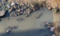 ضرورت کنترل پشه ناقل تب دنگی پس از بارندگی‌ها در هرمزگان