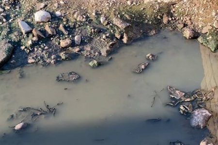 ضرورت کنترل پشه ناقل تب دنگی پس از بارندگی‌ها در هرمزگان