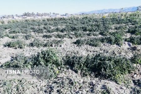 خسارت‌های کشاورزی در پنج شهرستان هرمزگان /۳۷ گروه ارزیاب در حال بررسی