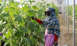 هرمزگان چهارمین استان گلخانه‌ای کشور شد