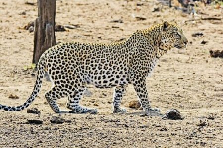 حمله پلنگ به دام‌های اهلی رودان / ۶ رأس بز تلف شدند