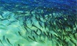 پایان اسارت ارزی در قفس‌های دریایی با شکستن طلسم تولید بچه‌ماهی