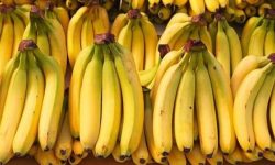 خودرو حامل ۴ تن موز قاچاق در توقیف پلیس رودان