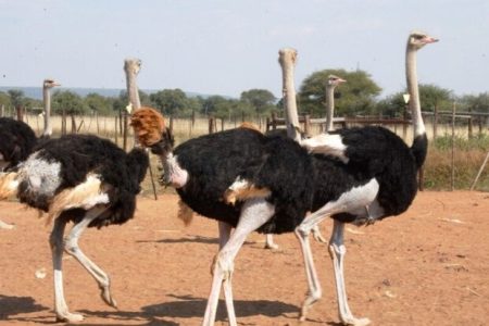 رونق پرورش شترمرغ در بندرعباس؛ ۶ واحد پرورشی فعال است