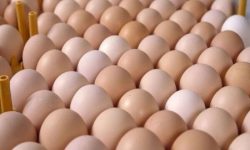 جریمه ۴۶ میلیارد ریالی قاچاقچیان تخم مرغ در هرمزگان