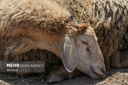 کشف ۴۰ رأس دام قاچاق در رودان