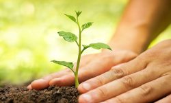 آغاز پویش «درختی برای پدر» در شهرستان رودان