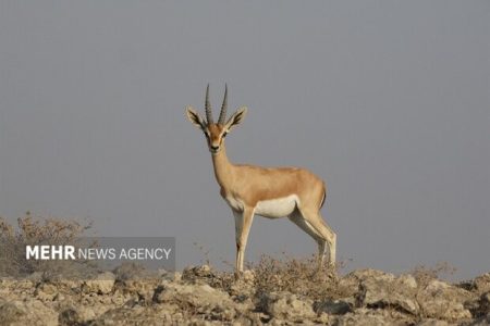 استمرار روند رو به رشد آمار جمعیت آهوی جبیر در جزیره هنگام