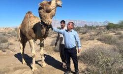 نصب نخستین ردیاب هوشمند شتر در هرمزگان