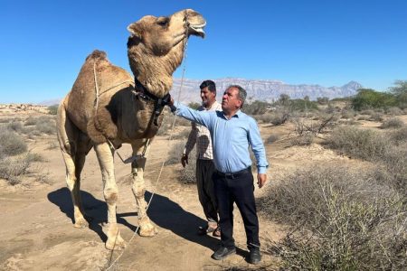 نصب نخستین ردیاب هوشمند شتر در هرمزگان