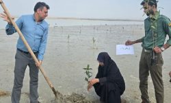 کاشت ۱۵۰ اصله نهال در جاسک