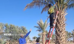 پیشبینی برداشت ۲۰۰ هزار تن خرما از ۳۸ هزار هکتار نخلستان هرمزگان