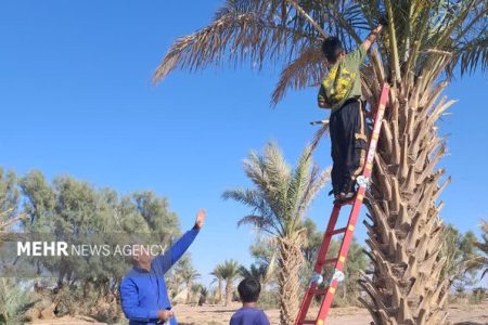 پیش‌بینی برداشت ۲۰۰ هزار تن خرما از ۳۸ هزار هکتار نخلستان هرمزگان