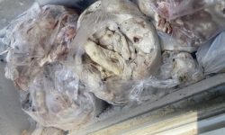 شفافسازی دادستان بندرعباس درباره موضوع سرقت ۷۰ تن گوشت معدومشده