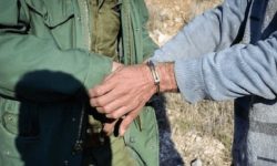 متخلف شکار دو رأس گراز وحشی در حاجی‌آباد دستگیر شد