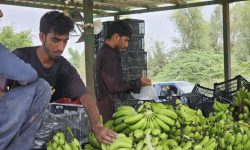 آغاز عملیات اجرایی طرح هزار هکتاری توسعه کشت موز در جاسک
