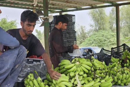 آغاز عملیات اجرایی طرح هزار هکتاری توسعه کشت موز در جاسک