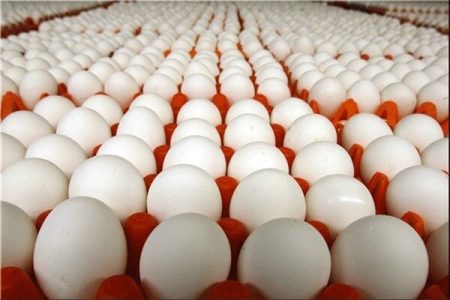 کشف ۳ تن تخم‌مرغ قاچاق در حاجی‌آباد
