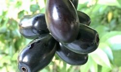 برداشت میوه جم در میناب آغاز شد