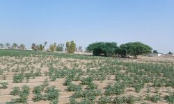 کشت ۸۰۰ هکتاری کنجد در حاجیآباد آغاز شد