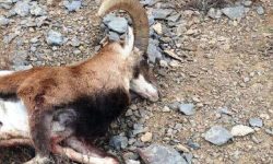 یک رأس قوچ وحشی در حاجی‌آباد کشف و ضبط شد
