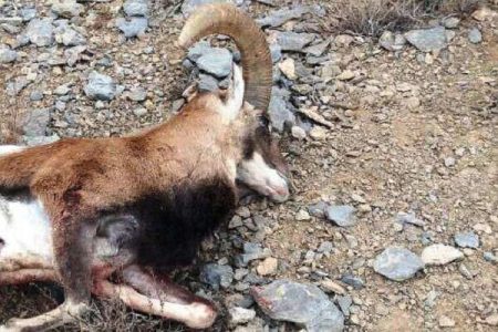 یک رأس قوچ وحشی در حاجی‌آباد کشف و ضبط شد
