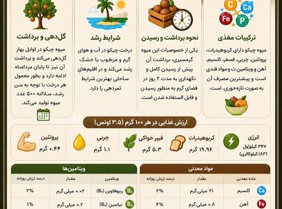 اینفوگرافیک؛ چیکو میوه‌ای شیرین از دل طبیعت گرمسیری میناب