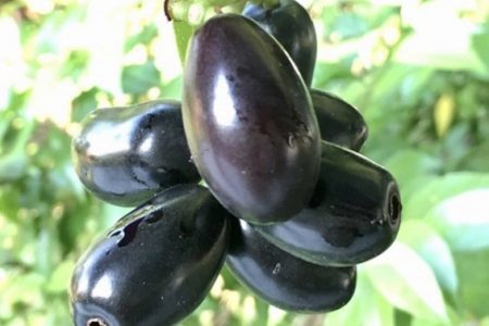 برداشت میوه جم از باغات شهرستان میناب